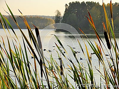 Schilf am Brombachsee im FrÃ¤nkischen Seenland, Absberg Stock Photo