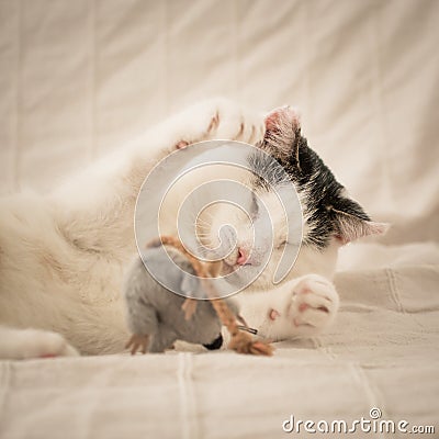 Blind cat playing with a mouse. Stock Photo