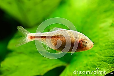 Blind Cave Fish or Mexican Tetra Stock Photo