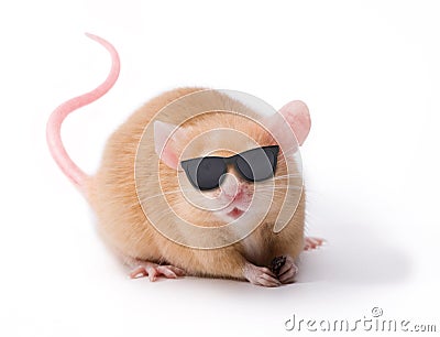 Blind Mouse Glasses Sunglasses Stock Photo