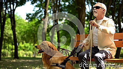 Blind pensioner preparing to stand up from bench, holding guide dog to walk park Stock Photo