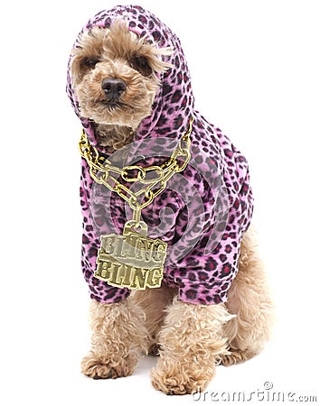 Bling Bling Poodle Stock Photo