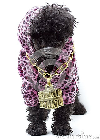 Bling Bling Puppy Stock Photo