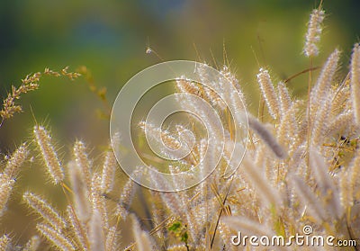 Bliss Stock Photo