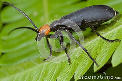 Blister beetle Stock Photo