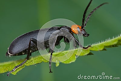 Blister beetle Stock Photo