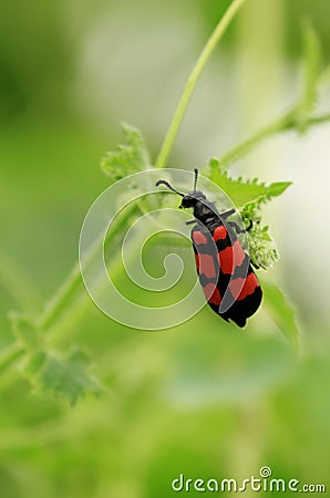 A blister beetle in Bharatpur NP, Rajasthan, India Stock Photo