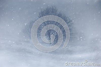 Blizzard on meadow with tree in winter Stock Photo