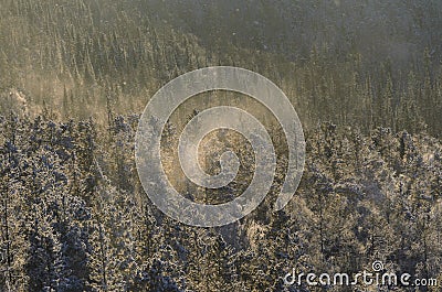 A Blizzard in winter forest with a beautiful evening light Stock Photo