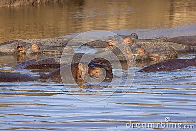 Bloat of hippopotamus on a river in the Tanzania Safari Wildlife in Africa Stock Photo