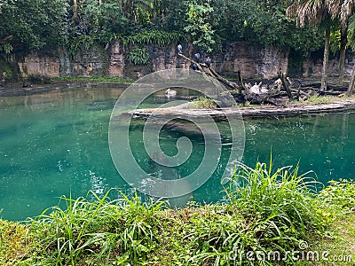 A bloat Hippopotamus at a zoo in a pond Editorial Stock Photo