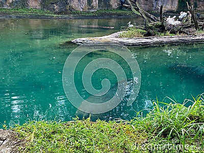 A bloat Hippopotamus at a zoo in a pond Stock Photo