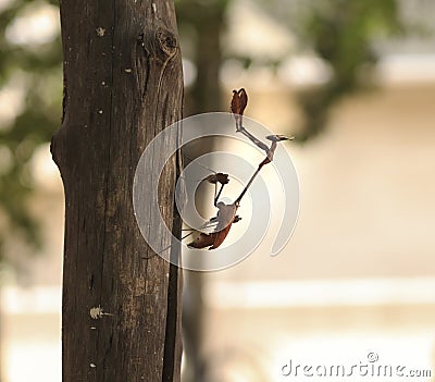 On the block stick insects. with blur background Stock Photo