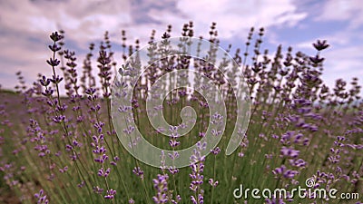 Bloeiende lavendelbloem dicht omhoog op een gebied in de Provence Frankrijk tegen een blauwe hemel en een wolkenachtergrond stock footage Bloeiende lavendelbloem dicht omhoog op een gebied in de Provence Frankrijk tegen een blauwe hemel en een wolkenachtergrond stock footage