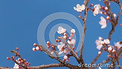 Blomma för vårsakura rosa färger som blomstrar filialen Blomma för vårsakura rosa färger som blomstrar filialen