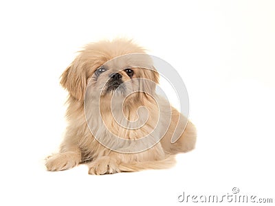 Blond adult tibetan spaniel dog seen from the side facing the camera Stock Photo