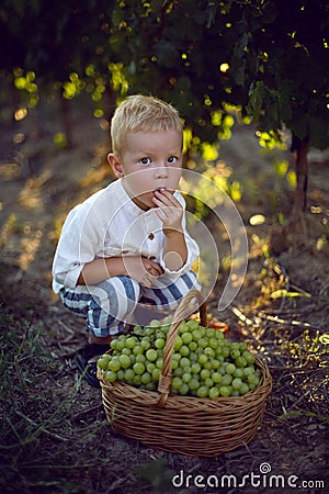 Blond boy child collects it in a basket grapes Stock Photo