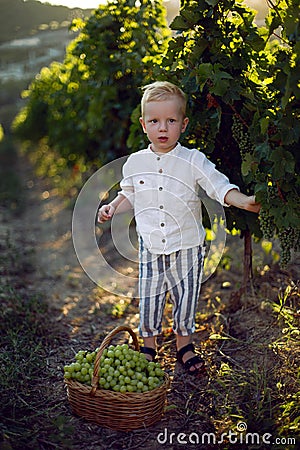 Blond boy child collects it in a basket grapes Stock Photo