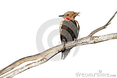 Blond-crested woodpecker, Colaptes flavescens Stock Photo
