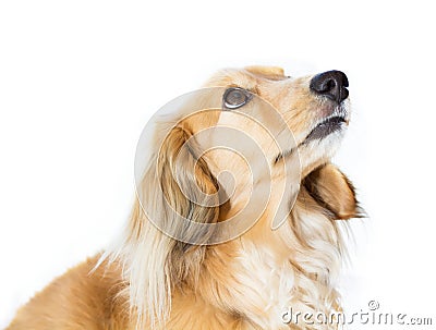Blond miniature dachshund looking up Stock Photo