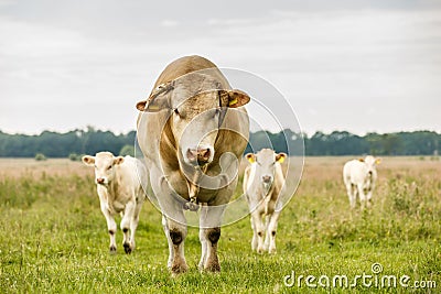 Blonde d`Aquitaine bull Stock Photo