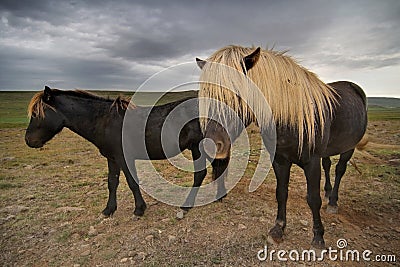 Blonde haired horses Stock Photo