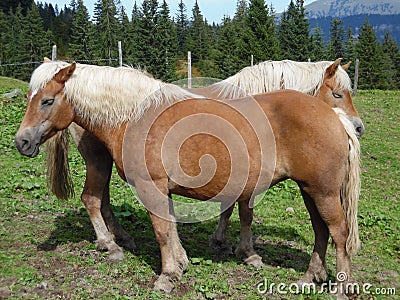 Blonde Horses on alm in the alps next to the Burgl-HÃ¼tte in Hittisau , Austria . Hittisau alp with chilling farm animals . Stock Photo