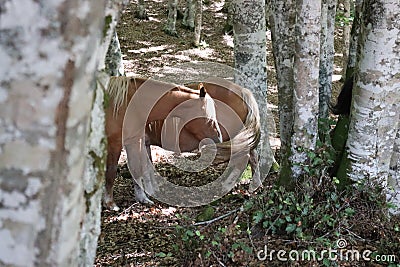 Blonde horses in a wood Stock Photo