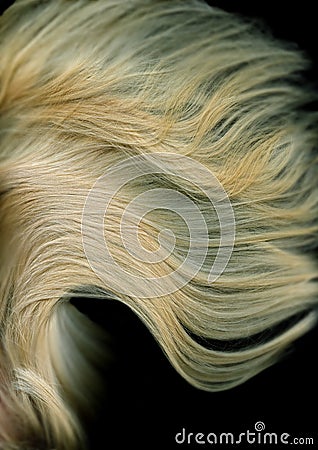 Blonde long Hair Stock Photo
