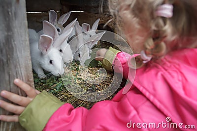 Blonde toddler girl giving fresh grass to farm domesticated white rabbits in animal hutch Stock Photo