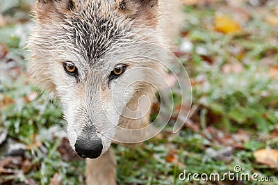 Blonde Wolf (Canis lupus) Horizontal Close Up Prowl Stock Photo