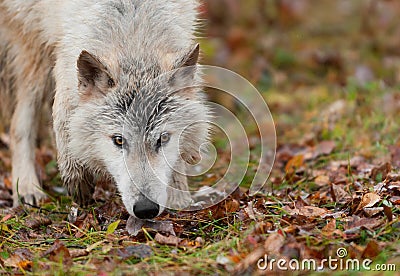 Blonde Wolf (Canis lupus) Intense Look Stock Photo
