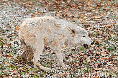 Blonde Wolf (Canis lupus) in Submissive Posture Stock Photo
