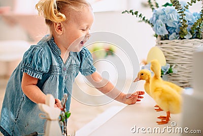 Blondel little girl in blue dress and two ponytales playing with yellow fluffy ducklings and laughing. Easter, spring Stock Photo