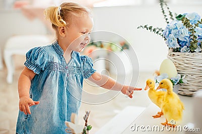 Blondel little girl in blue dress and two ponytales playing with yellow fluffy ducklings and laughing. Easter, spring Stock Photo