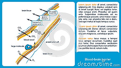 Blood brain barrier. Vector Illustration