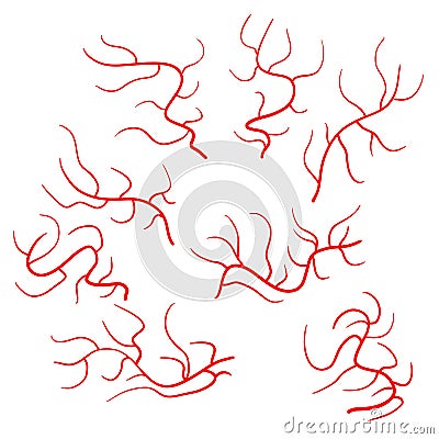 Vein and artery. Human circulatory system Vector Illustration