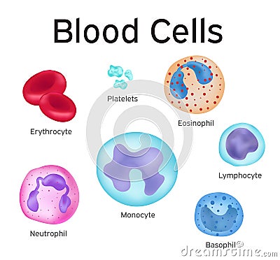 Blood cell Vector Illustration