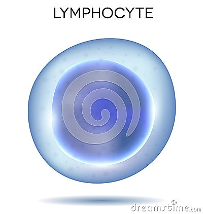 Blood cell Lymphocyte Vector Illustration