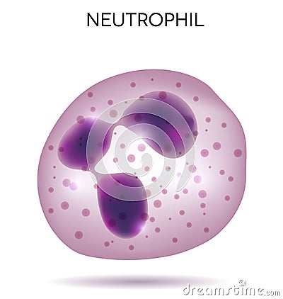 Blood cell Neutrophil Vector Illustration