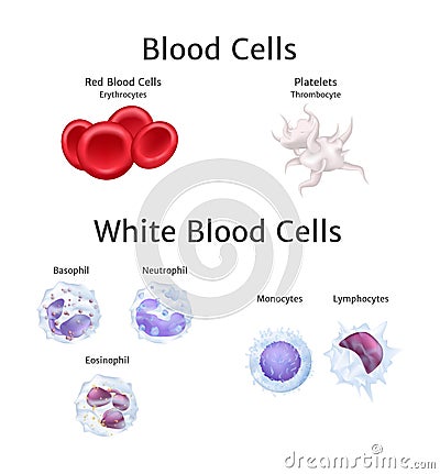 Hemoglobin and white blood cells lymphocytes in blood plasma vector Vector Illustration