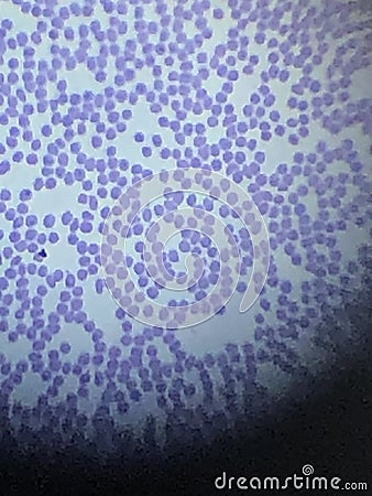 blood cells and expression of mitosis and meiosis of cells Stock Photo