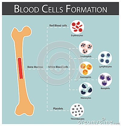 Blood cells Formation Vector Illustration