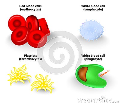 Blood cells. Vector Vector Illustration