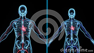 Blood Flow in Human Body stock footage. Video of health - 72519404