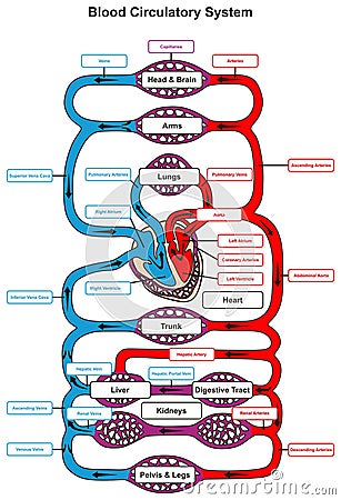 Blood Circulatory System of human body Vector Illustration