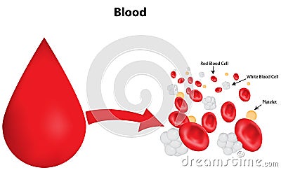 Blood Composition Vector Illustration