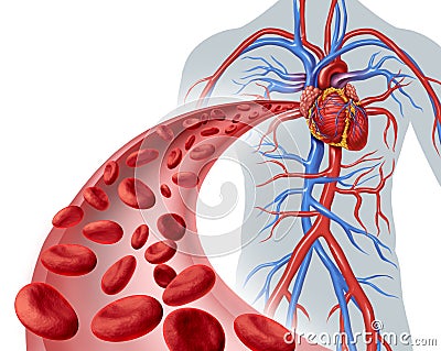 Blood Heart Circulation Stock Photo