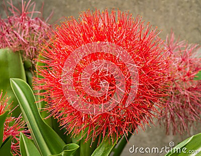 Blood lily or fireball lily Stock Photo
