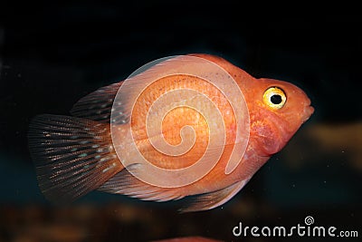 Blood parrot cichlid Stock Photo